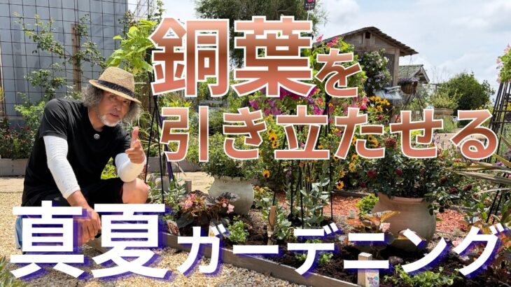 意外と強い最強夏花でお庭のシンボルになるフォーカルポイントを作ろう♬銅葉の上手な使い方でおしゃれ度アップ！