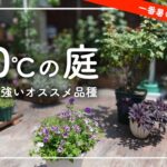 暑すぎる庭でも育つ花・オススメ品種と水やりの方法