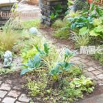 【酷暑の庭】真夏に必ずやる庭のメンテナンス｜植物を枯らさないために