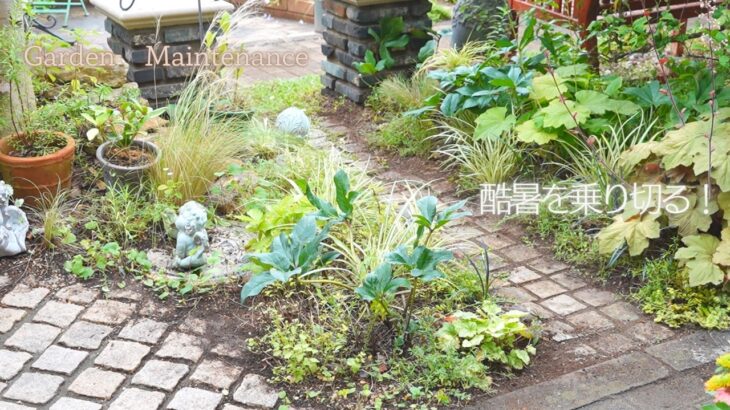 【酷暑の庭】真夏に必ずやる庭のメンテナンス｜植物を枯らさないために
