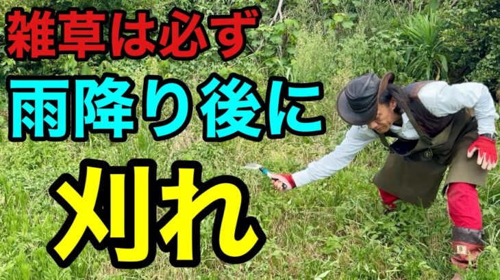 たったこれだけで厄介な雑草が生えなくなります　【園芸超人カーメン君】【草刈り】【高刈り】