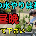 【もう迷わない】夏の水やりが不安な方は必ず見て下さい　【園芸超人カーメン君】