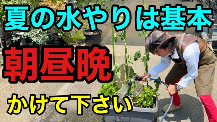 【もう迷わない】夏の水やりが不安な方は必ず見て下さい　【園芸超人カーメン君】