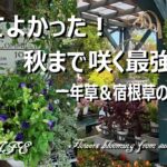 ローズガーデンカネコさん＆花のワルツさん購入品紹介 ＊コスパ最高の一年草＆宿根草＊猫草大好き４ニャンズ