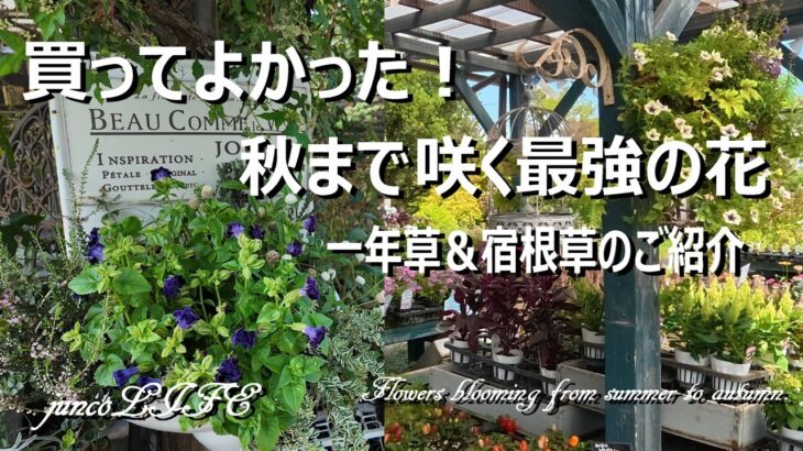 ローズガーデンカネコさん＆花のワルツさん購入品紹介 ＊コスパ最高の一年草＆宿根草＊猫草大好き４ニャンズ