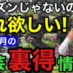 【最新入荷情報】みたら欲しくなるので要注意して下さい！！！　　　　　　　　　【園芸超人カーメン君】