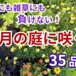 【ガーデニング】わずか2か月半で雑草対策をした庭が激変！８月の花の様子と雑草にも猛暑にも負けない35品種を紹介！草取り激減！gardening