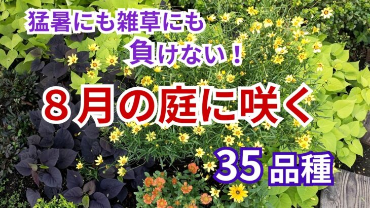 【ガーデニング】わずか2か月半で雑草対策をした庭が激変！８月の花の様子と雑草にも猛暑にも負けない35品種を紹介！草取り激減！gardening
