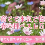 ガーデニング🌸失敗しない種まき！育てて本気で惚れた“春の種ベスト5”｜来春の庭が一気に華やぐおすすめ品種｜秋の種まきでおしゃれな庭づくり