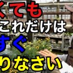 【8月の園芸作業】この時期水やりだけでしていてたらダメ　　【園芸超人カーメン君】
