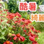 【8月のお庭紹介】酷暑でも花いっぱい！真夏のガーデンを紹介します