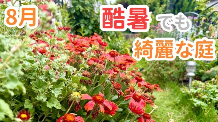 【8月のお庭紹介】酷暑でも花いっぱい！真夏のガーデンを紹介します