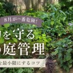 8月が一番危険！過酷な夏を乗り切る！植物のダメージを最小限にする庭管理【宿根草の夏越し】