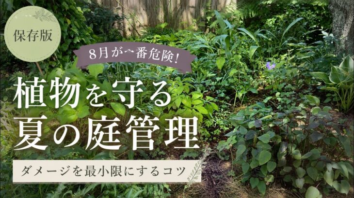 8月が一番危険！過酷な夏を乗り切る！植物のダメージを最小限にする庭管理【宿根草の夏越し】