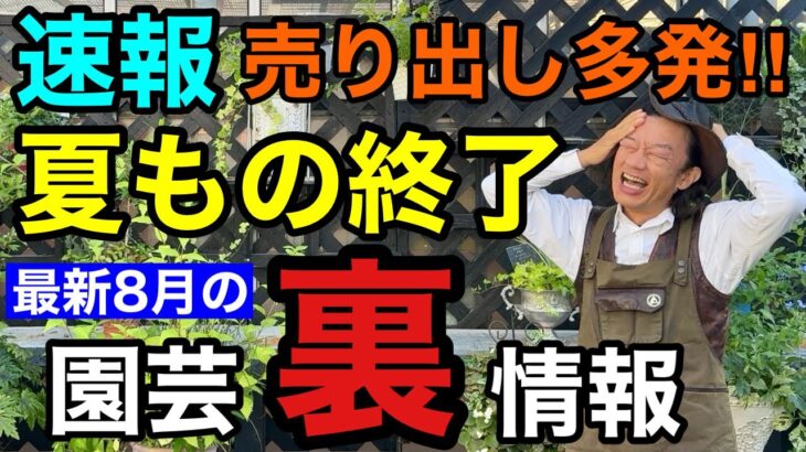 【ピンポイント】8月はセールが多いので実はお得に買えます【園芸超人カーメン君】