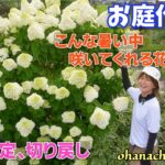 【庭作り 87】 こんな暑い中咲いてくれてる花は！夏の剪定