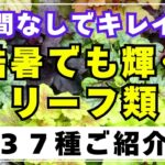 カラーリーフやシルバーリーフなどガーデンを彩る名脇役たちをご紹介します。「カラーリーフを制する者はガーデンを制する！」と思います。