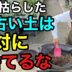【大チャンス】枯れた鉢があったら今すぐ再利用できます　【園芸超人カーメン君】【古い土】【再生】