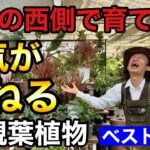 【開運観葉植物】あなたの金運は今日からみるみる良くなります　　　【園芸超人カーメン君】【初心者】