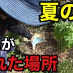 今そのままにしておいてはいけません　【園芸超人カーメン君】