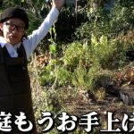 【リフォーム庭】諦め宣言【カーメン君】【園芸】【ガーデニング】