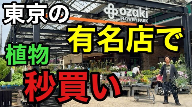 【夏の散財】またしてもとんでもない店に来てしまった。。。【園芸超人カーメン君】【オザキフラワーパーク】