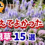 【ガーデニング】秋植えに超おすすめ！本当に植えてよかった宿根草15選の紹介！秋苗選びに役立つ！園芸・gardening
