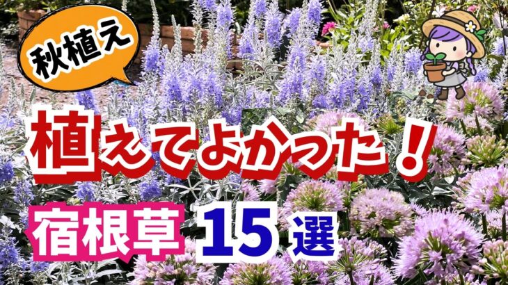 【ガーデニング】秋植えに超おすすめ！本当に植えてよかった宿根草15選の紹介！秋苗選びに役立つ！園芸・gardening