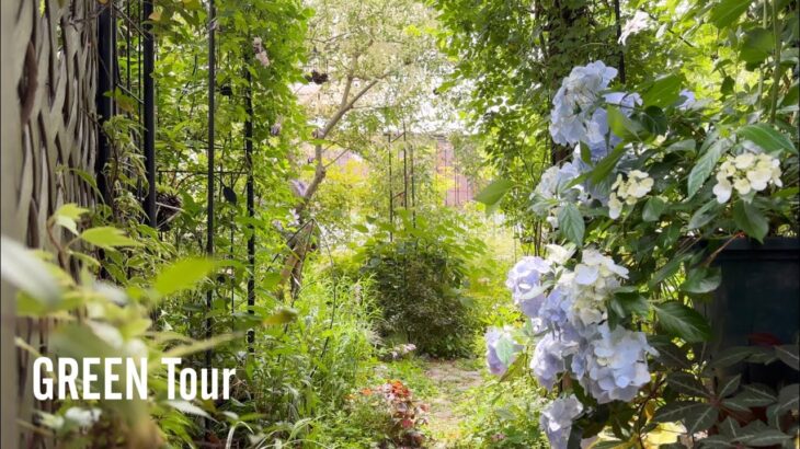 【個人邸】クレマチスに紫陽花の日影庭がしっとり色っぽい雑木と薔薇と宿根草のお庭は2年目とは思えない花盛り！| M様邸 | 園芸/ガーデニング店巡り | 岡山/倉敷
