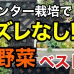 【忖度なし】プランターで育てて本当に良かった秋野菜ベスト5       【園芸超人カーメン君】【ガーデニング】【初心者】