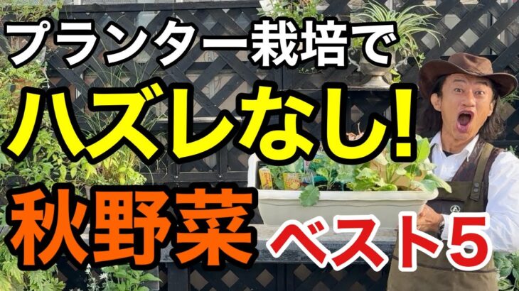 【忖度なし】プランターで育てて本当に良かった秋野菜ベスト5       【園芸超人カーメン君】【ガーデニング】【初心者】