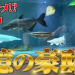 【6億円豪邸】水族館!?サメと大型魚が泳ぐ規格外の家に潜入！！