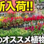 【秋に植えたい】プロイチオシの宿根草&一年草！植えるだけでお庭の印象が激変！【Best Plants for Autumn】