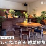 木家具と観葉植物で彩るインテリアコーディネートのコツをお伝えします｜国産家具HIRASHIMA