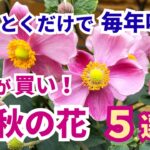 【ガーデニング】植えっぱなしOK！秋に毎年咲く！今園芸店で買い時の可憐すぎる花５選！gardening