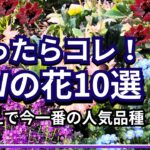 【ガーデニング】秋植え！今一番選ばれてる人気のPWの花10選！丈夫でかわいく長く咲く！PWディスプレイガーデン・園芸・ Gardening