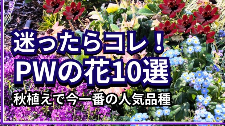 【ガーデニング】秋植え！今一番選ばれてる人気のPWの花10選！丈夫でかわいく長く咲く！PWディスプレイガーデン・園芸・ Gardening