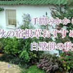 [ガーデニングVlog]手間のかからない秋の宿根草６選／白壁前の秋花壇／丁寧な暮らしとパン作り🍞