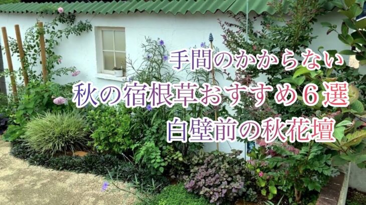 [ガーデニングVlog]手間のかからない秋の宿根草６選／白壁前の秋花壇／丁寧な暮らしとパン作り🍞