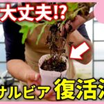徒長した宿根草の復活法 by 園芸チャンネル 873 #園芸 #ガーデニング #初心者