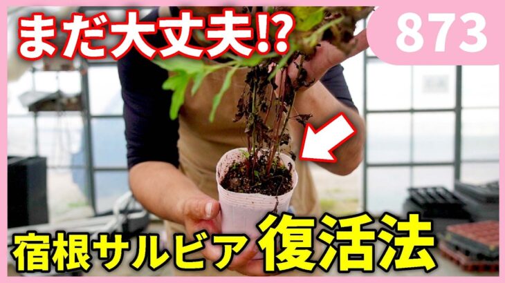 徒長した宿根草の復活法 by 園芸チャンネル 873 #園芸 #ガーデニング #初心者
