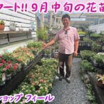 【ガーデンショップfeel】9月中旬に園芸店で秋向けの花苗紹介／初心者におすすめの組み合わせ【園芸】【ガーデニング】
