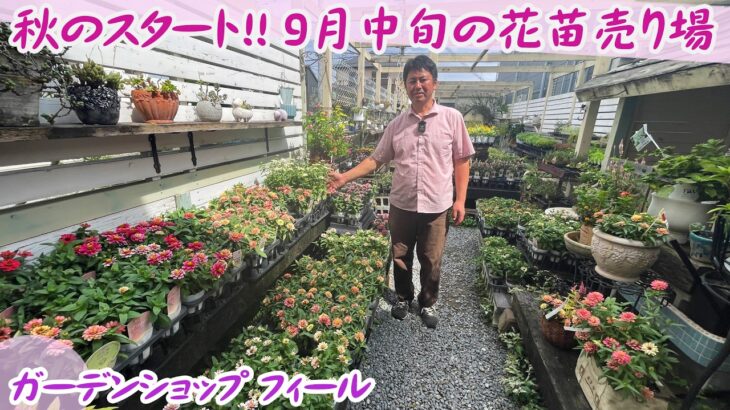【ガーデンショップfeel】9月中旬に園芸店で秋向けの花苗紹介／初心者におすすめの組み合わせ【園芸】【ガーデニング】