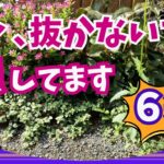 【ガーデニング】知らないと損！雑草だと思って捨ててない？勝手に増えるお得な宿根草６選！園芸・gardening