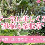 ガーデニング🌿来年の庭が一気にセンスアップする！【厳選】秋植え宿根草８選｜おしゃれな庭づくり