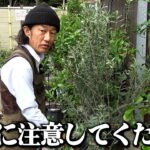 まさかの詐欺への注意喚起【カーメン君】【園芸】【ガーデニング】