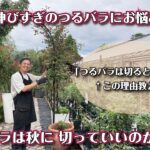 【夏～秋】理由が分かれば、つるバラも切って大丈夫です！