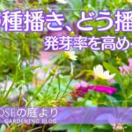 【ガーデニング】作業計画は足すより引くで丁度いい・秋の種播きどう播くか・発芽率を上げる工夫・秋の庭作業