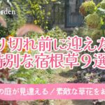 ガーデニング秋植え宿根草🌿来年の庭が見違える！一目惚れで迎えた特別な９品種｜おしゃれなナチュラルガーデンの庭づくり