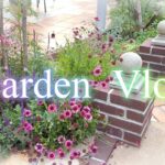 【丈夫な花で安心なガーデニング】植物の生命力にまかせる庭づくり。朝の切り戻しと移植の計画